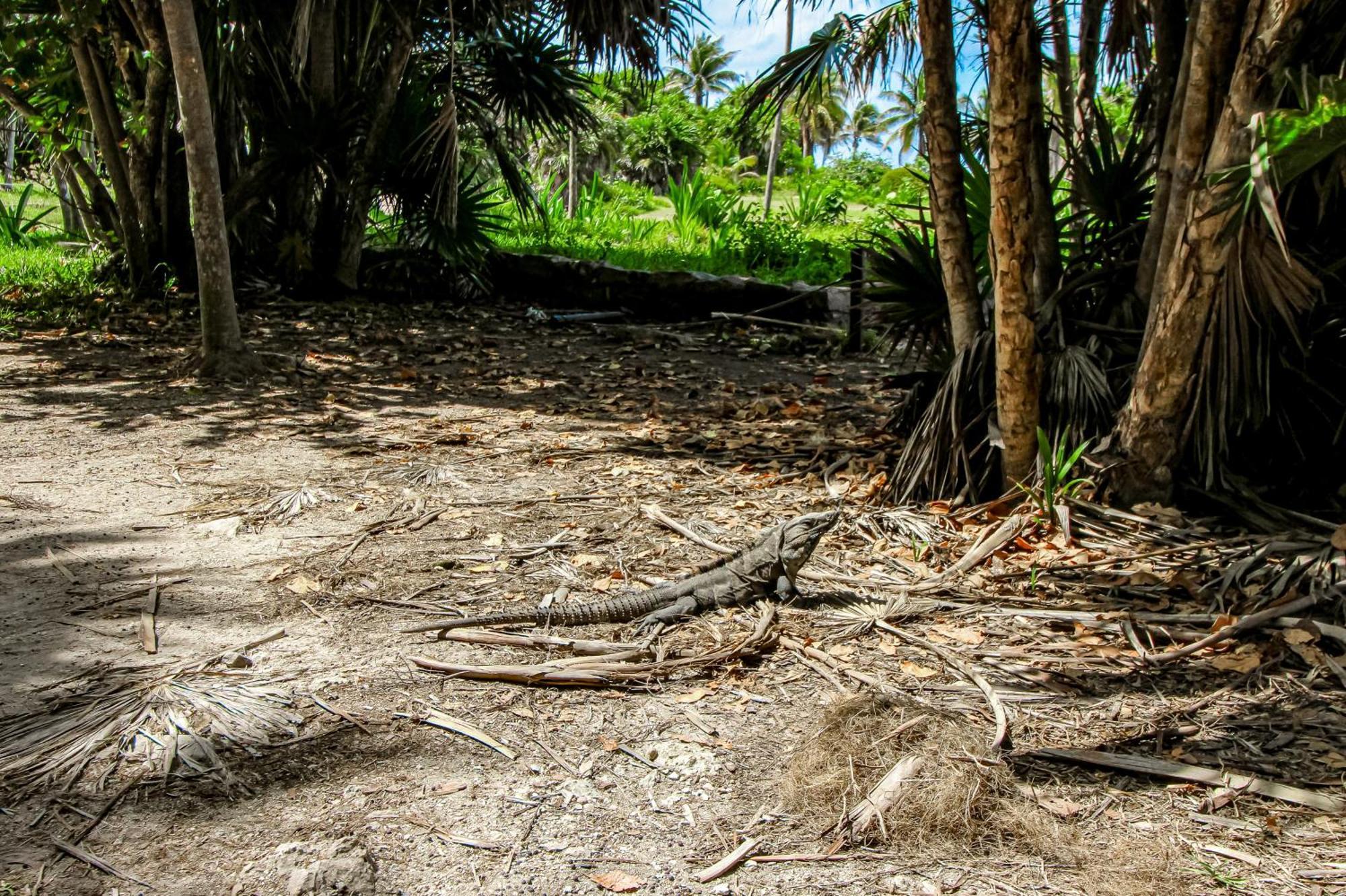 Miraluna B223 At Luum Zama Tulum Kültér fotó